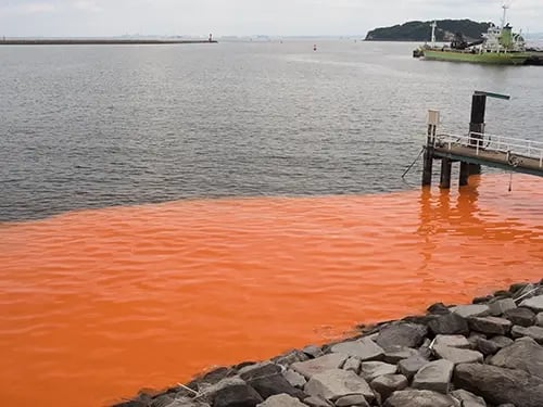 Red_Tide